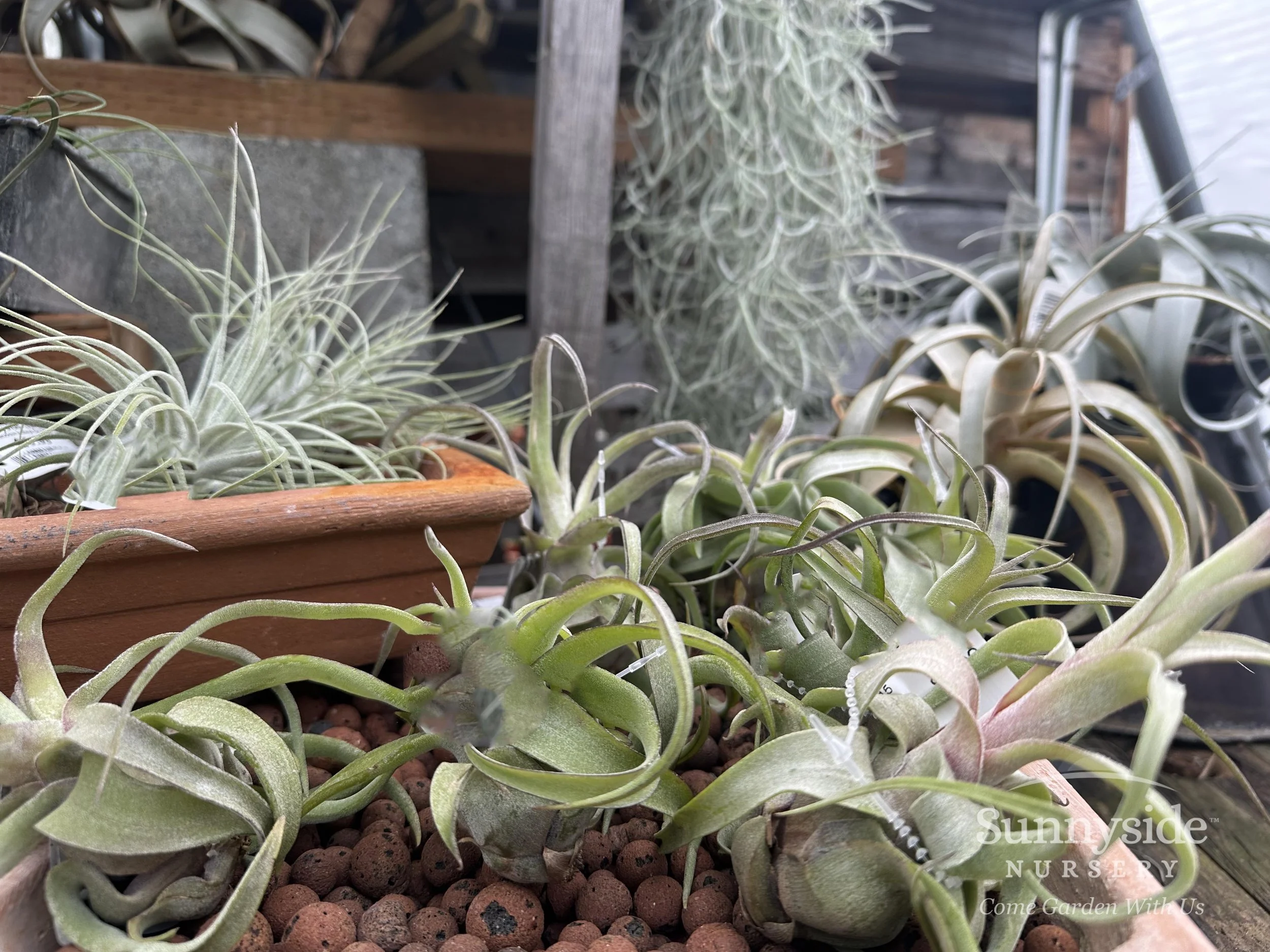 April - Tillandsias — Sunnyside Nursery